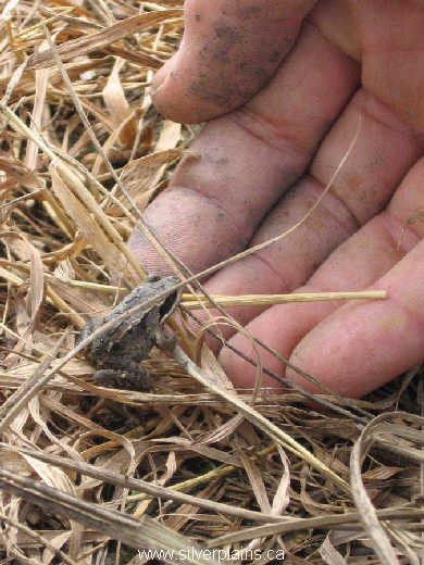 wood frog