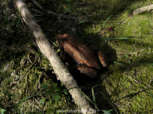 wood frog