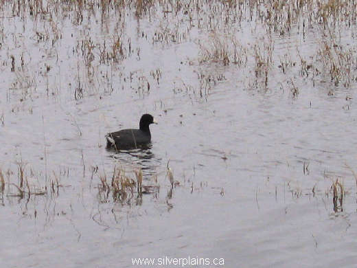 American coot