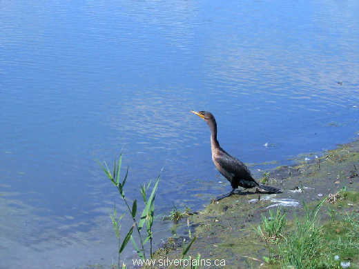double-crested cormorant