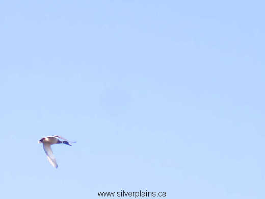 mallard