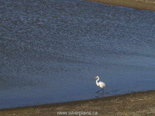 great egret