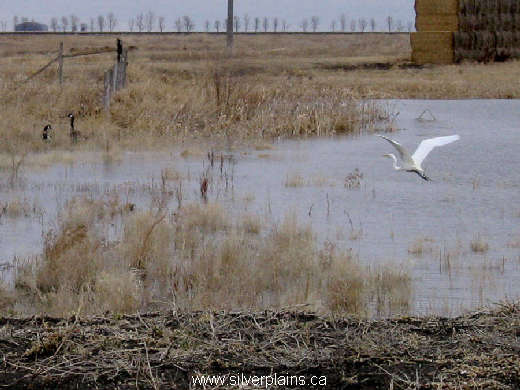 great egret