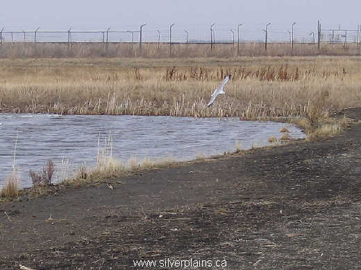 ring-billed gull