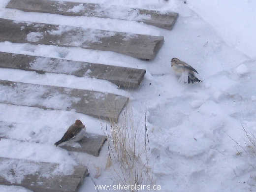 snow bunting