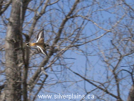 field birds