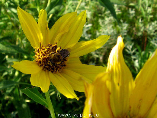 sweat bee - Halictus ligatus