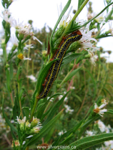 zebra caterpillar