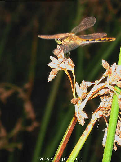 dragonfly