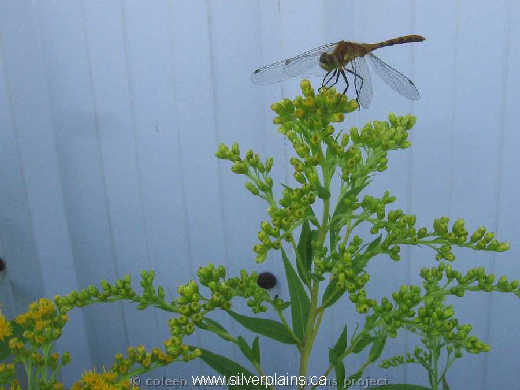 dragonfly