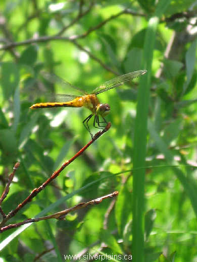 cherry faced meadowhawk dragonfly 