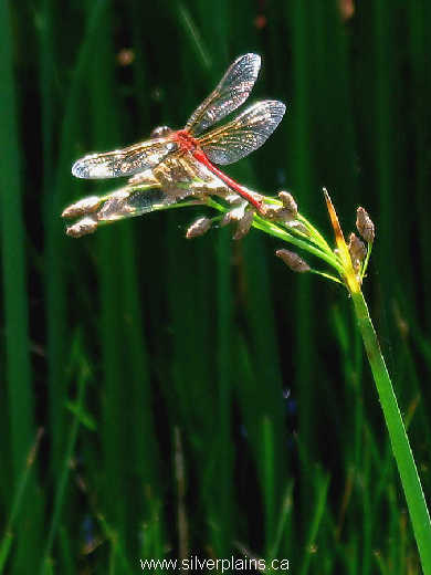 cherry faced meadowhawk dragonfly 