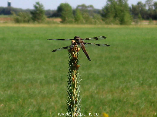 twelve spotted skimmer dragonfly - Libellula pulchella