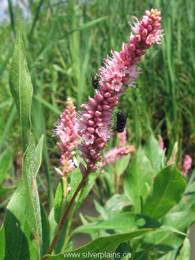 fly on smartweed