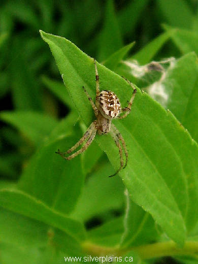 spider