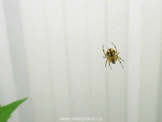 spider