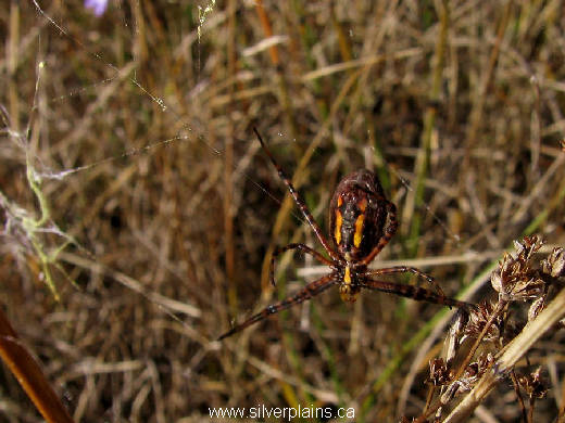 spider