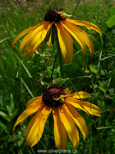 crab spider