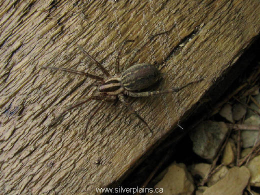 spider