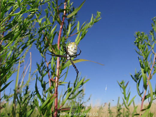 orb weaver spider, Argiope trifasciata - 11AU26