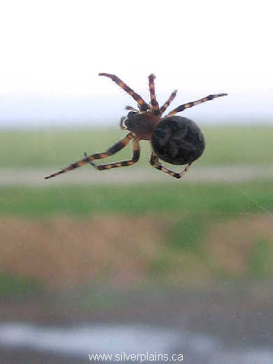 parson's spider