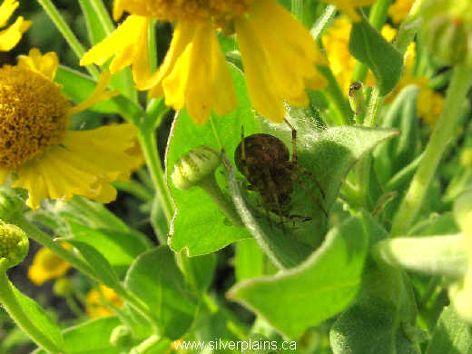 parson's spider on helenium