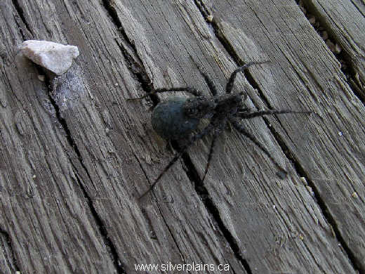 spider