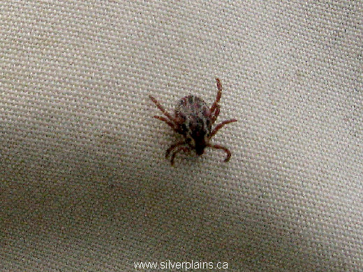 wood tick