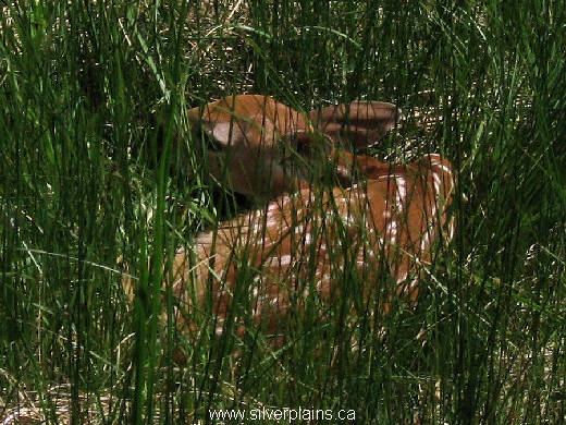 white-tail deer; fawn