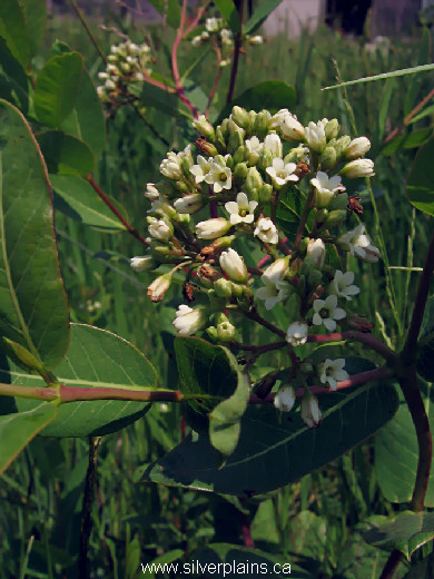 Indian hemp - Apocynum cannabinum 10JN24