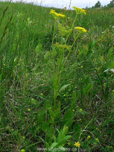 heartleaf Alexanders - Zizia aptera (Gray) Fern. 08JN28-02