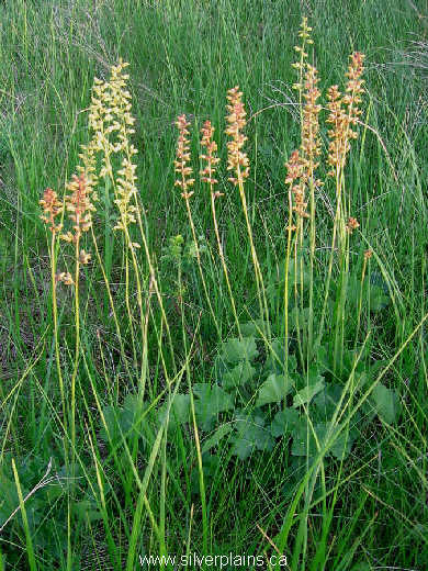 alumroot - Heuchera richardsonii 08JN28-01