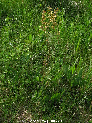 alumroot - Heuchera richardsonii 11JN25-02