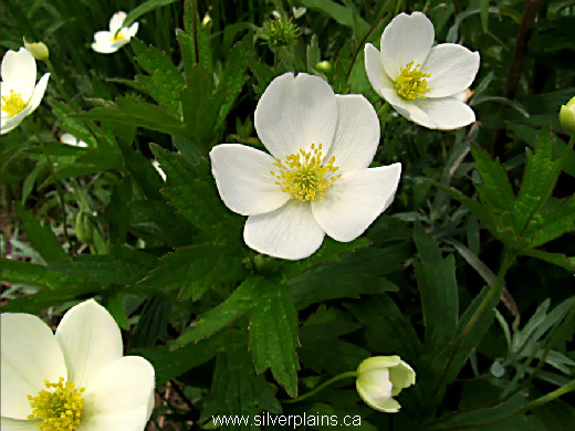 Canada anemone - Anemone canadensis 11JN26