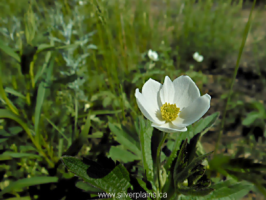 Canada anemone - Anemone canadensis 13JN19