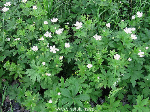 Canada anemone - Anemone canadensis 07JL04-02