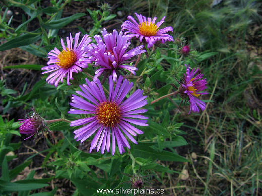 New England aster - Aster novae-anglia 11JL24