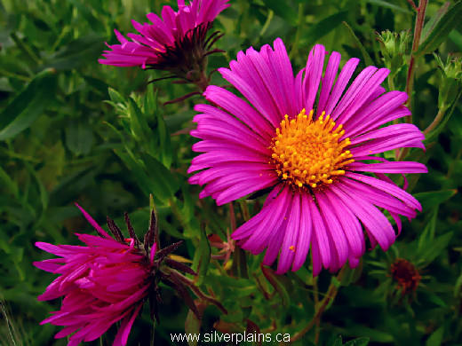 New England aster, Aster novae anglia - 12JL02