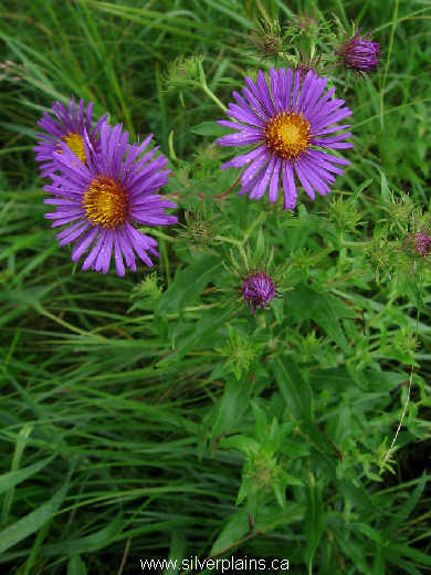 new england aster - Aster novae-anglia 10AU14-02