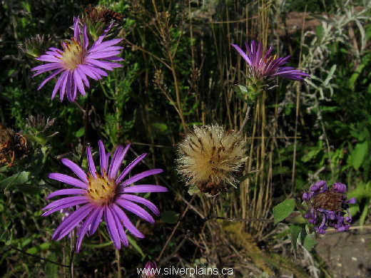 western silvery aster ~ Symphyotrichum sericeum 10AU09-01