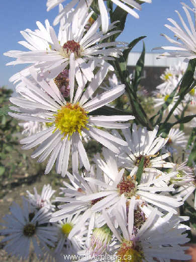 white panicle aster ~ Symphyotrichum lanceolatum ssp. hesperium 07SE19-01