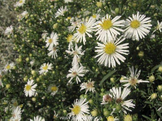 white panicle aster ~ Symphyotrichum lanceolatum ssp. hesperium 09AU23-01