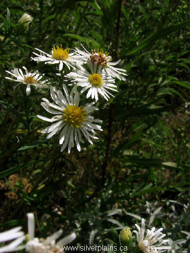 white panicle aster - Symphyotrichum lanceolatum 11SE02