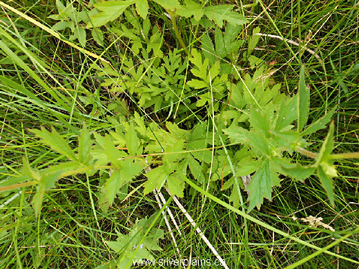yellow avens - Geum aleppicum 14JL21