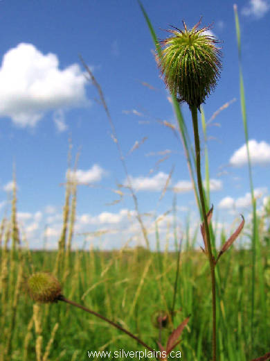 yellow avens - Geum aleppicum 11AU08-01