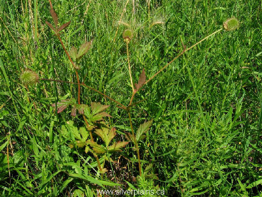 yellow avens - Geum aleppicum 11AU08-02
