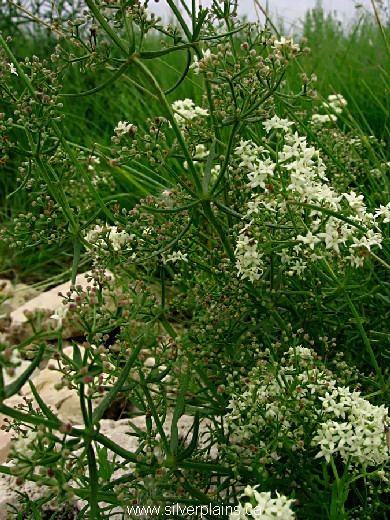northern bedstraw, Galium boreale - 10JN24-2