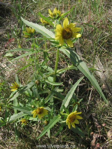 nodding beggartick - Bidens cernua L. 09AU30-04