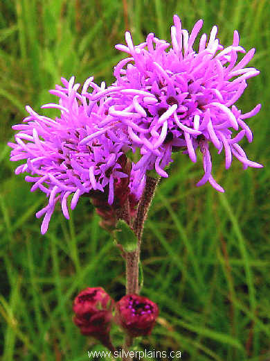 meadow blazingstar - Liatris ligulistylis 07AU06-01