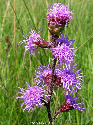 meadow blazingstar - Liatris ligulistylis 07JL22-02